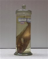 藏品(紅紫鸚哥魚)的圖片